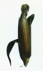 ear of corn image
