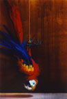 dead parrot image