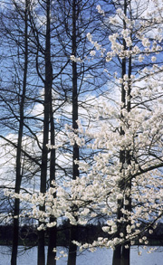 Spring Blossoms photogrpah by Robert Michael Sullivan